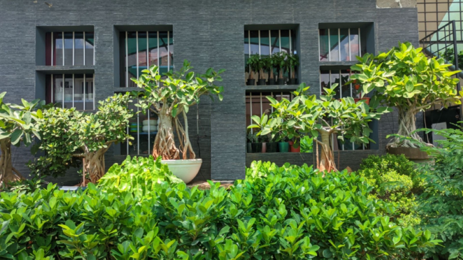 Bodhi Bonsai Nursery garden