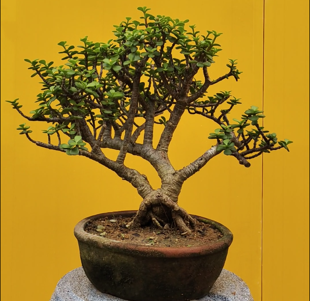 Jade Bonsai - Starting price...